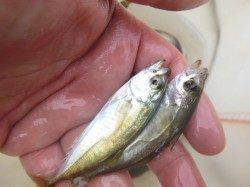 【豆アジ釣れすぎです！】アジュール舞子ＲＴ