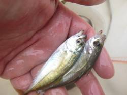 【豆アジ釣れすぎです！】アジュール舞子ＲＴ…