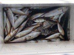 強風の中でサビキ泉大津店12日朝RT