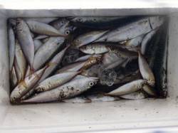  強風の中でサビキ泉大津店12日朝RT