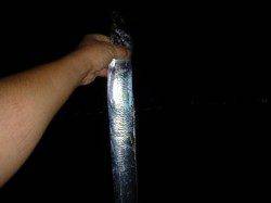 夜の兵突のタチウオ君！