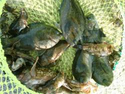 【楽しい小物釣り♪】南芦屋浜リアルタイム