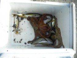 豆アジにタコも♪ 泉大津RT 13日あさ