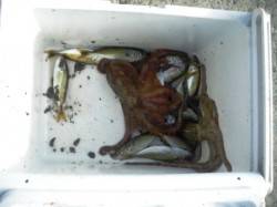 豆アジにタコも♪　泉大津RT　13日あさ