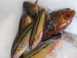 神戸空港ＲＴ　飛ばしサビキいけそう