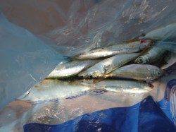 北公園ＲＴ　アジ、イワシ、ハネ