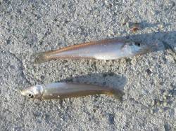 夏空には「投げキス」でしょ！