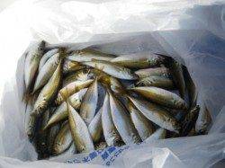 豆アジは早起きで♪　泉大津RT　14日あさ