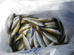 豆アジは早起きで♪　泉大津RT　14日あさ…