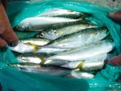  この時間はアジ＜サバ泉大津RT14日昼