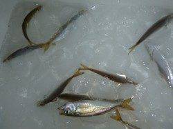 夜の兵突エンジョイフィッシング！