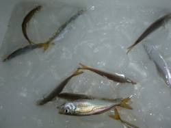 夜の兵突エンジョイフィッシング！