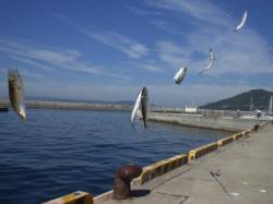 須磨のﾖｯﾄﾊｰﾊﾞｰ横の波止で豆アジが