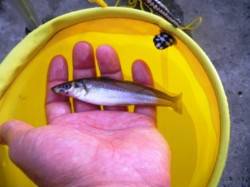 砂上げ場タコに続いて♪　泉大津ＲＴ18日あ…