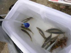 【豆アジ爆釣！】アジュール舞子ＲＴ