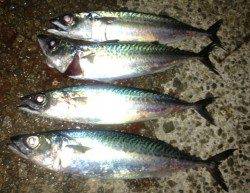 アジュール舞子の大サバ釣れてます！！