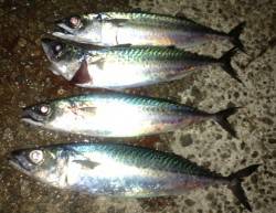 アジュール舞子の大サバ釣れてます！！