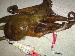 夜のタコ釣り・タコの大好物「背油」大活躍！…