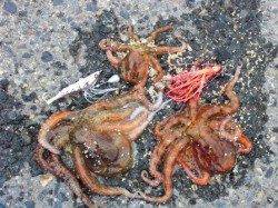 貝塚港(奥本製粉前)の釣りパート１