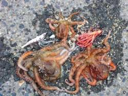 貝塚港(奥本製粉前)の釣りパート１ 