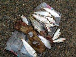 【サビキ釣りとタコ釣りで楽しむ！】南芦屋浜