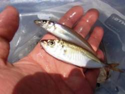 ◇お昼でも小アジ◇泉大津　お昼RT２４日