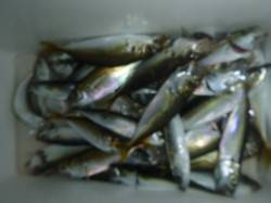 夜の兵突小アジやタコ！