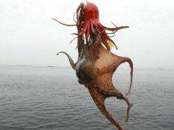 【タコ・アジ好調】鳴尾浜ＲＴ（２５日）！