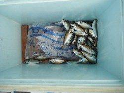 小アジは倉庫前がＧＯＯＤ♪泉大津RT29日朝