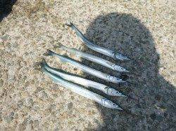 【アジュールでもサヨリ確認】ＲＴ