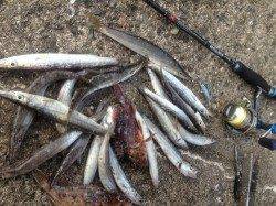 ルアーでカマス！超簡単です！