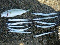 和田防でツバス！！更にサヨリが湧いています！