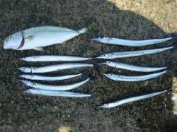 和田防でツバス！！更にサヨリが湧いています…