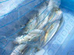 【魚種多彩に釣れてます】アジュール舞子ＲＴ