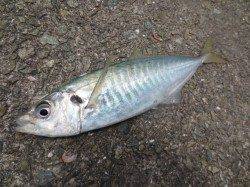 田ノ浦でマルアジだー!30日RT