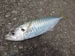 田ノ浦でマルアジだー！３０日ＲＴ