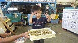 扇ヶ浜　ちょい投げでキスの満足釣果