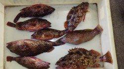 堺漁港　ブラクリでガシラ連続HIT☆