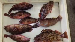 堺漁港　ブラクリでガシラ連続HIT☆