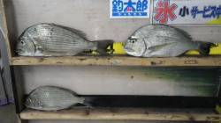 森の鼻でのヘダイ釣果、エサはオキアミ