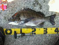 3回目で念願のチヌ