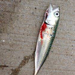 紀ノ川河口アジングでアジとサバ！