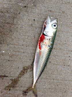 紀ノ川河口アジングでアジとサバ！