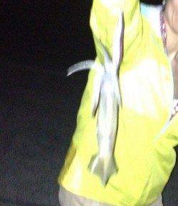 夕暮れからのアジュール舞子！！