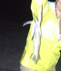 夕暮れからのアジュール舞子！！