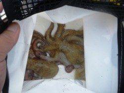 今日は際より沖!?　泉大津ＲＴ　21日あさ