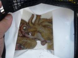 今日は際より沖!?　泉大津ＲＴ　21日あさ…