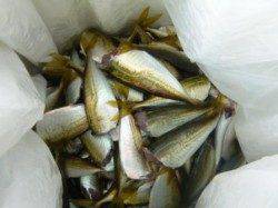 食コンリアル　アジ好釣キープ