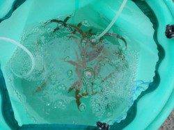 【豆アジから小アジへ】アジュール舞子ＲＴ