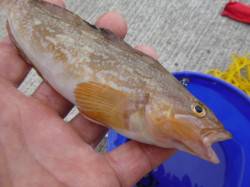 神戸各地ＲＴ　根魚とサビキ